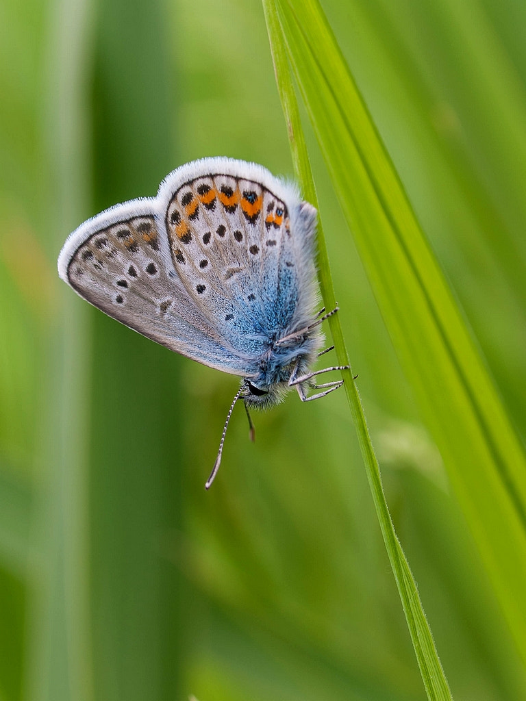 Olympus E-330 (EVOLT E-330) sample photo. Polyommatus icarus ( common blue) photography