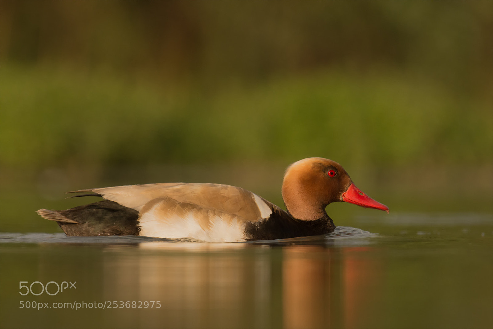 Nikon D7200 sample photo. Red-crested pochard / kolbenente photography