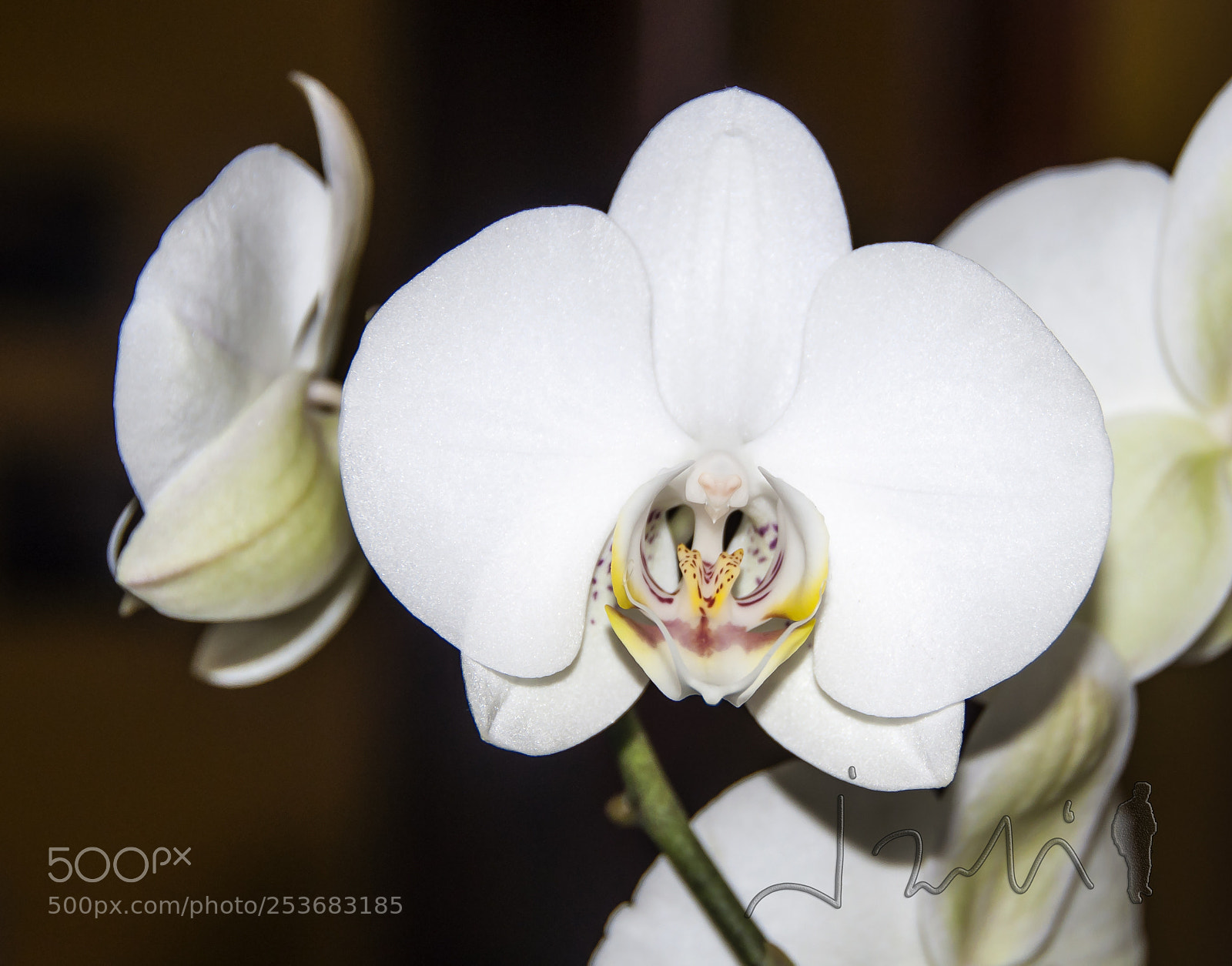 Nikon D90 sample photo. Orquídea photography