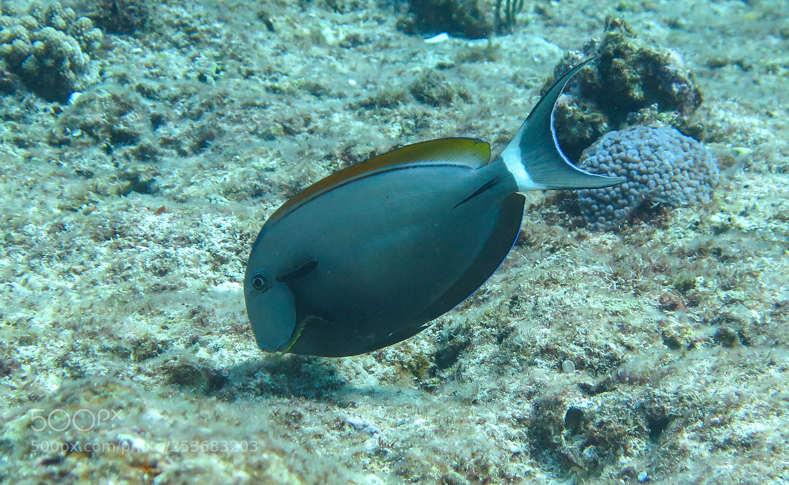 Canon PowerShot G16 sample photo. Epaulette surgeonfish photography