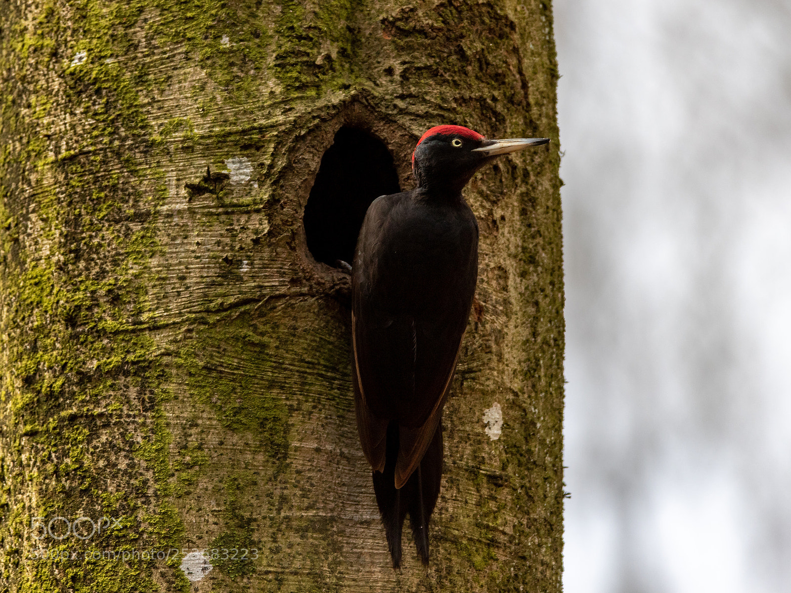Canon EOS 7D Mark II sample photo. Black woodpecker. "dryocopus martius" photography