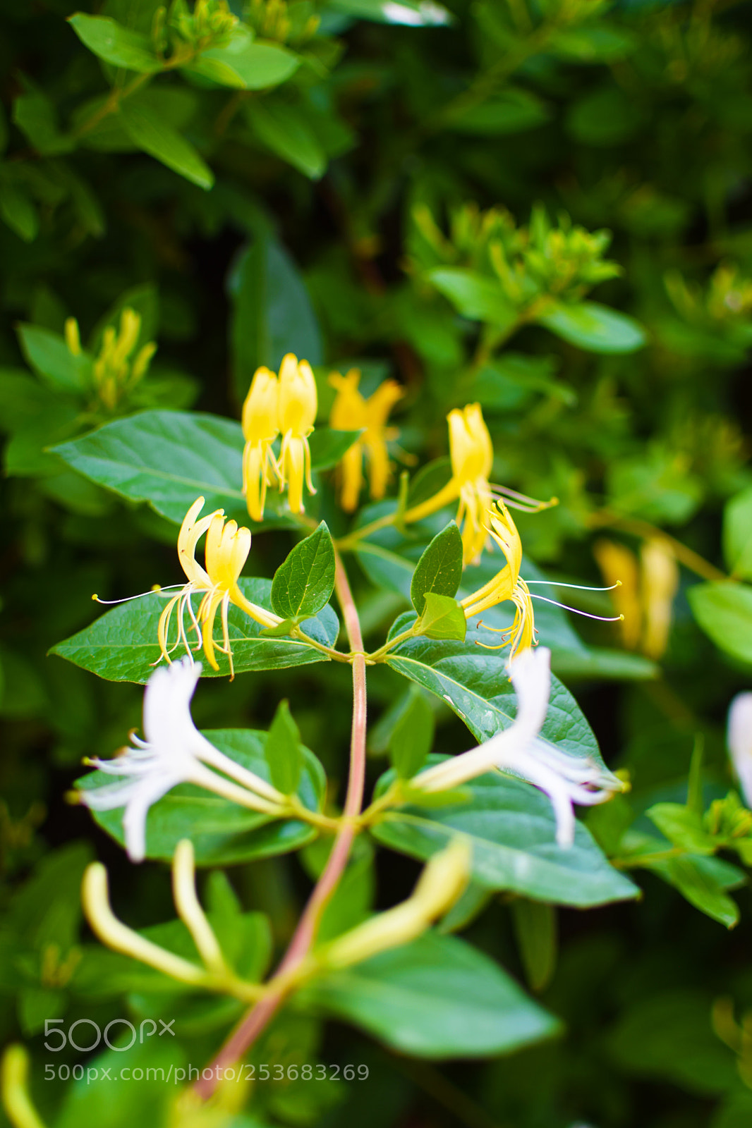 Nikon D5300 sample photo. Twins photography
