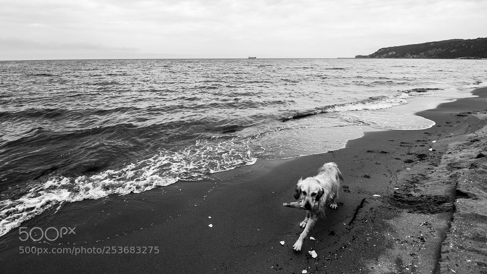 Nikon D7200 sample photo. Environment friendly dog photography
