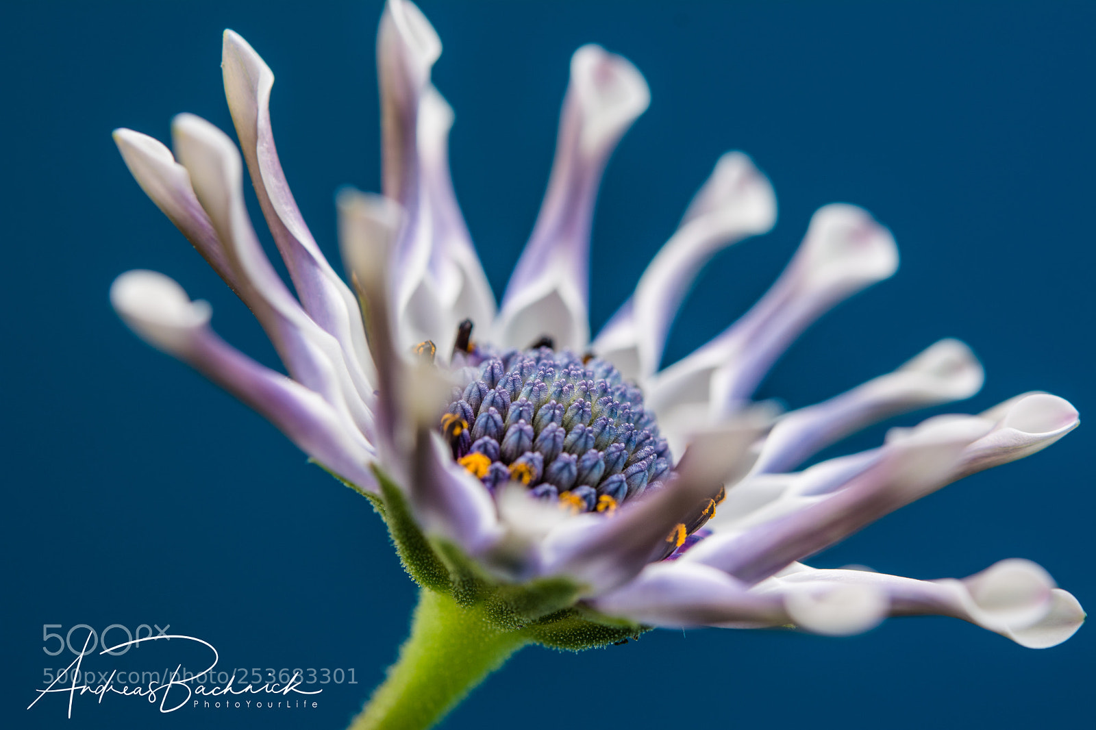 Nikon D5200 sample photo. Beauty in front of photography