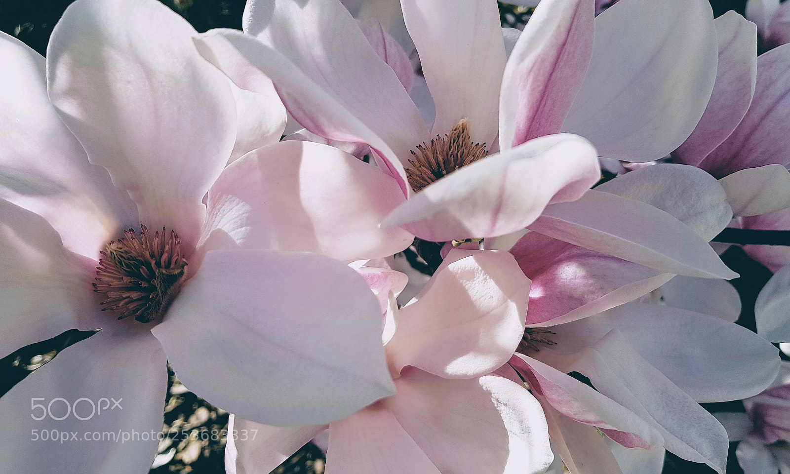 Samsung Galaxy S8 sample photo. Spring is here photography