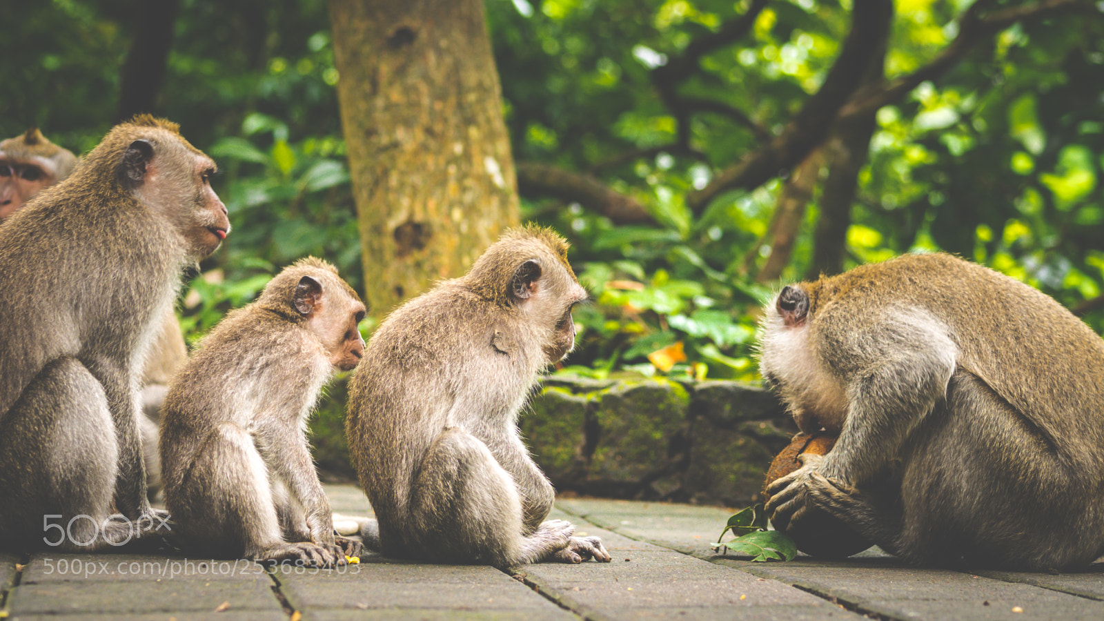Panasonic DMC-G70 sample photo. Opening coconut, long-tailed macaques photography
