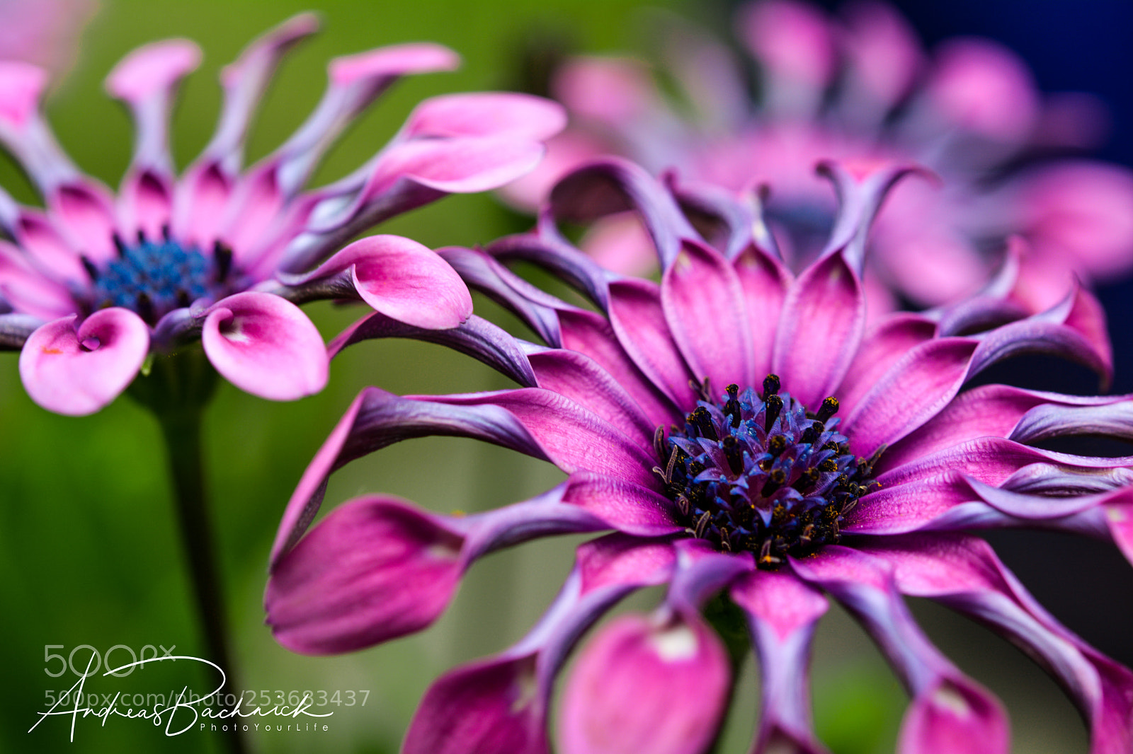 Nikon D5200 sample photo. Powerful flowerful photography