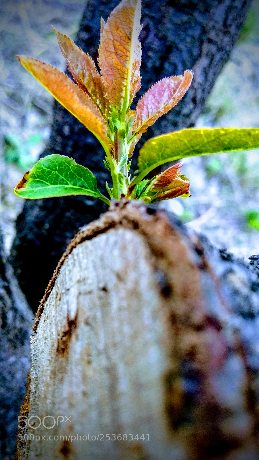 Xiaomi Mi A1 sample photo. Untitled photography