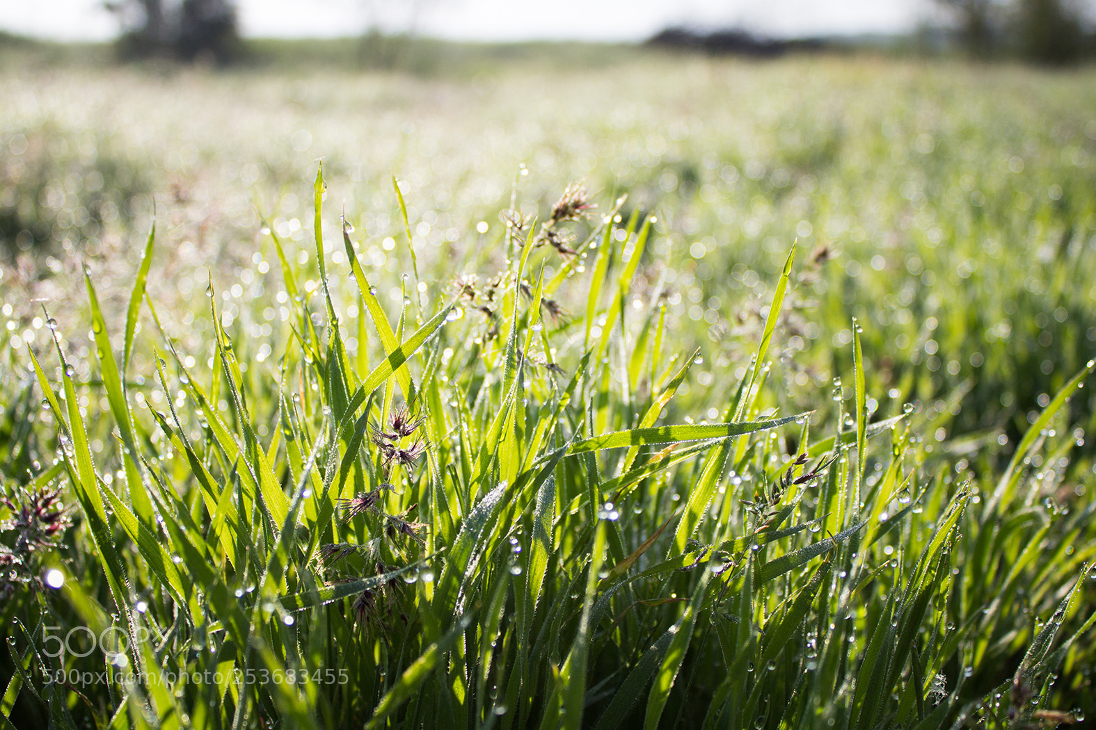 Canon EOS 600D (Rebel EOS T3i / EOS Kiss X5) sample photo. Morning photography
