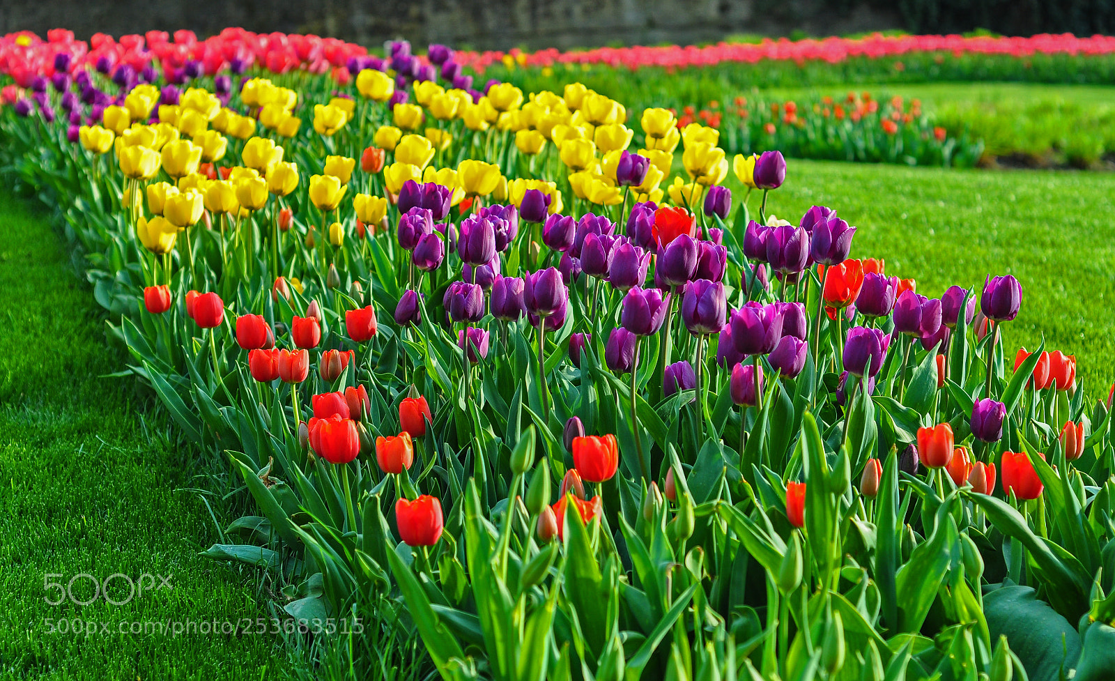 Nikon D90 sample photo. Tulip carpet photography