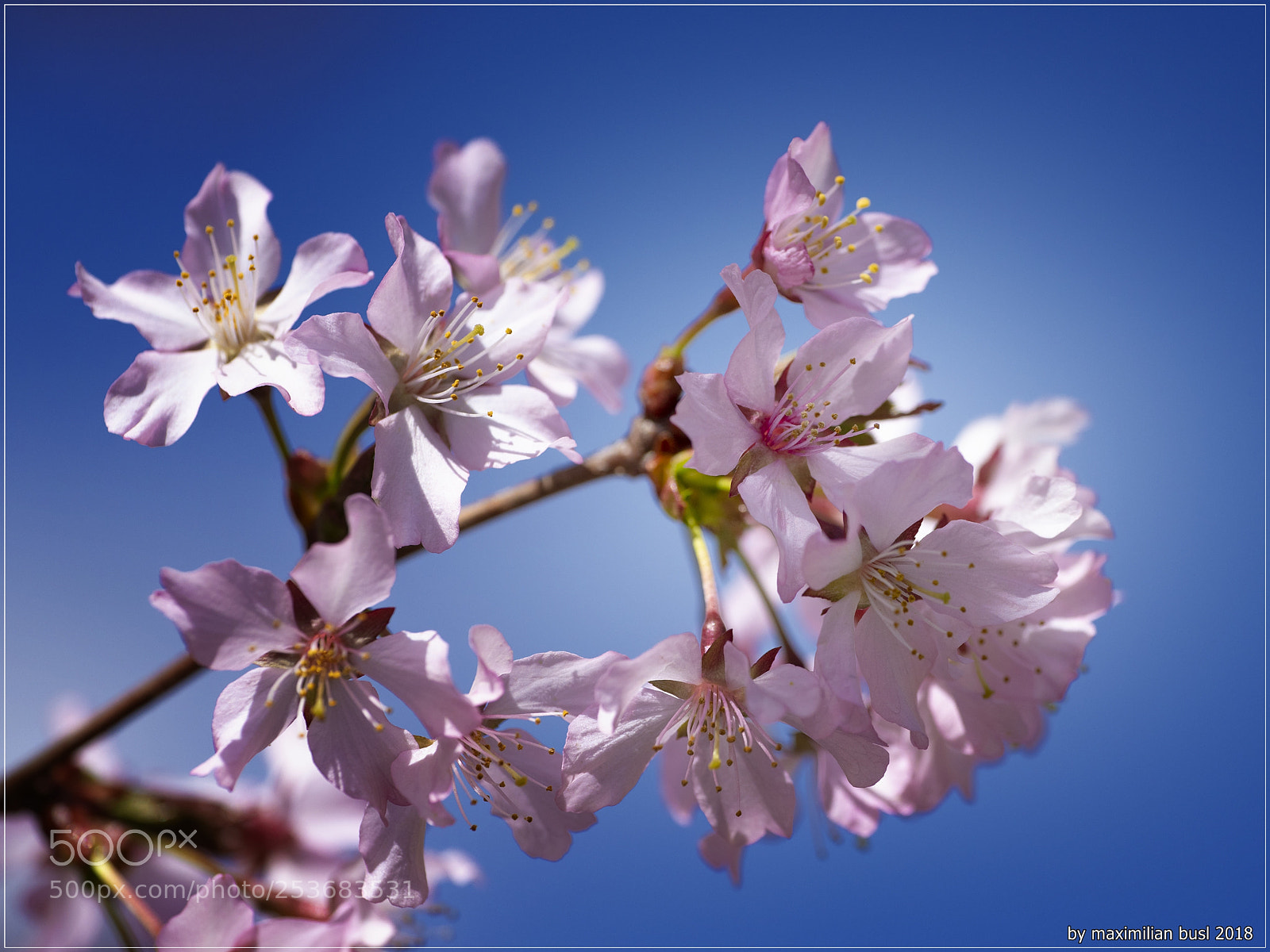 Nikon D850 sample photo. Blossoms (iii) photography