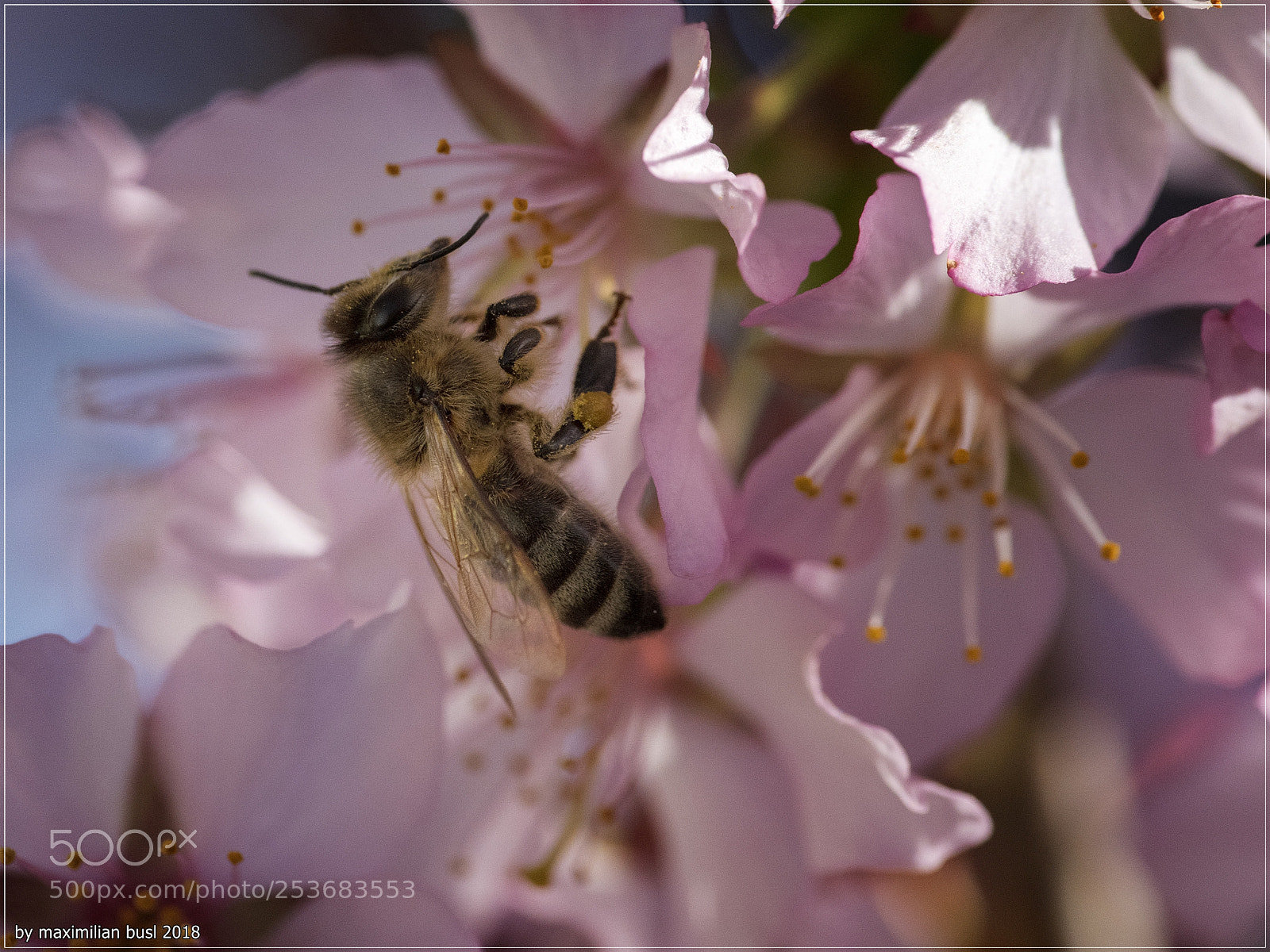 Nikon D850 sample photo. Blossoms (ii) photography