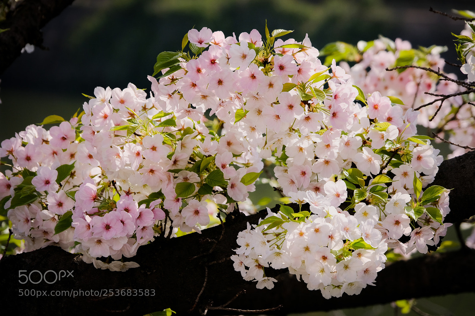 Fujifilm X-Pro2 sample photo. Hazakura cheery blossoms with photography