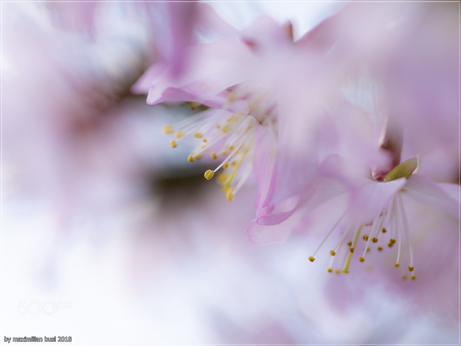 Nikon D850 sample photo. Blossoms (i) photography