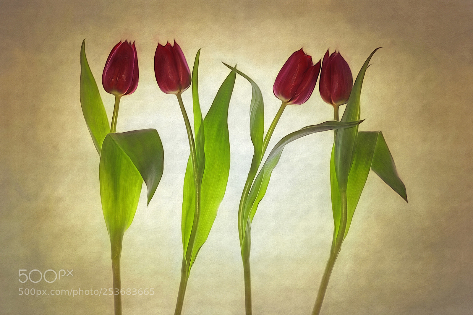 Canon EOS 5D Mark IV sample photo. Tulips photography