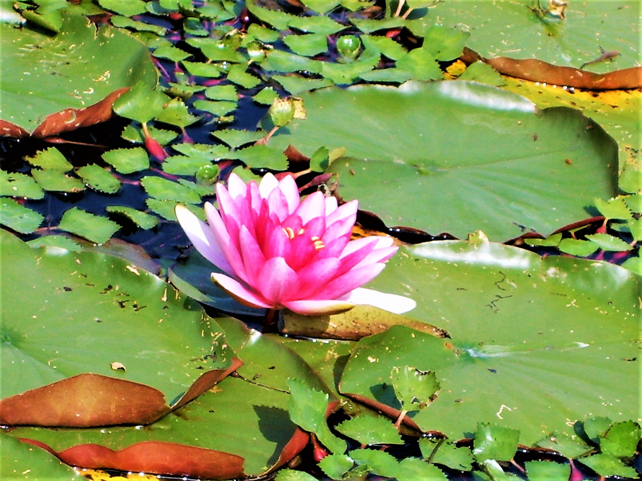 Samsung Digimax S500 / Kenox S500 / Digimax Cyber 530 sample photo. <digimax s500 / kenox s500 / digimax cyber 530> photography