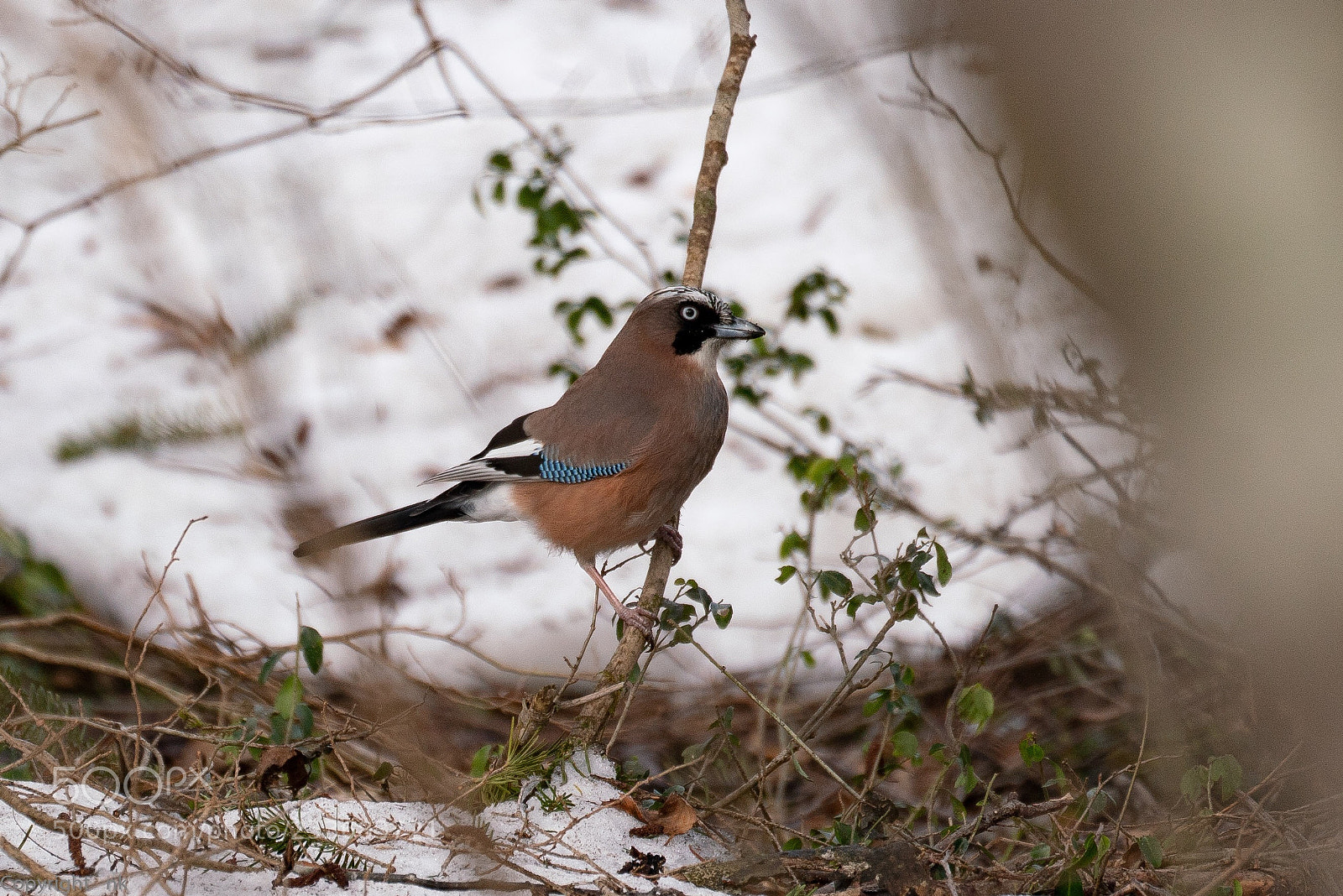 Sony a7R III sample photo. Eurasian jay photography