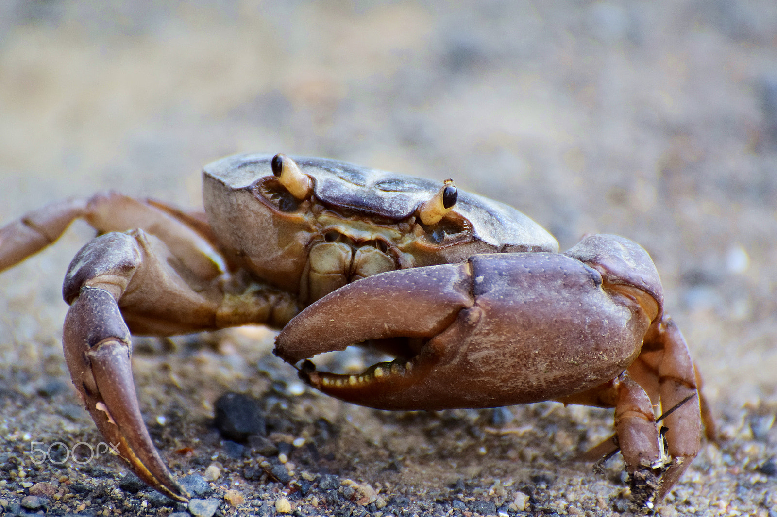 Nikon D5300 sample photo. :: the crab :: photography