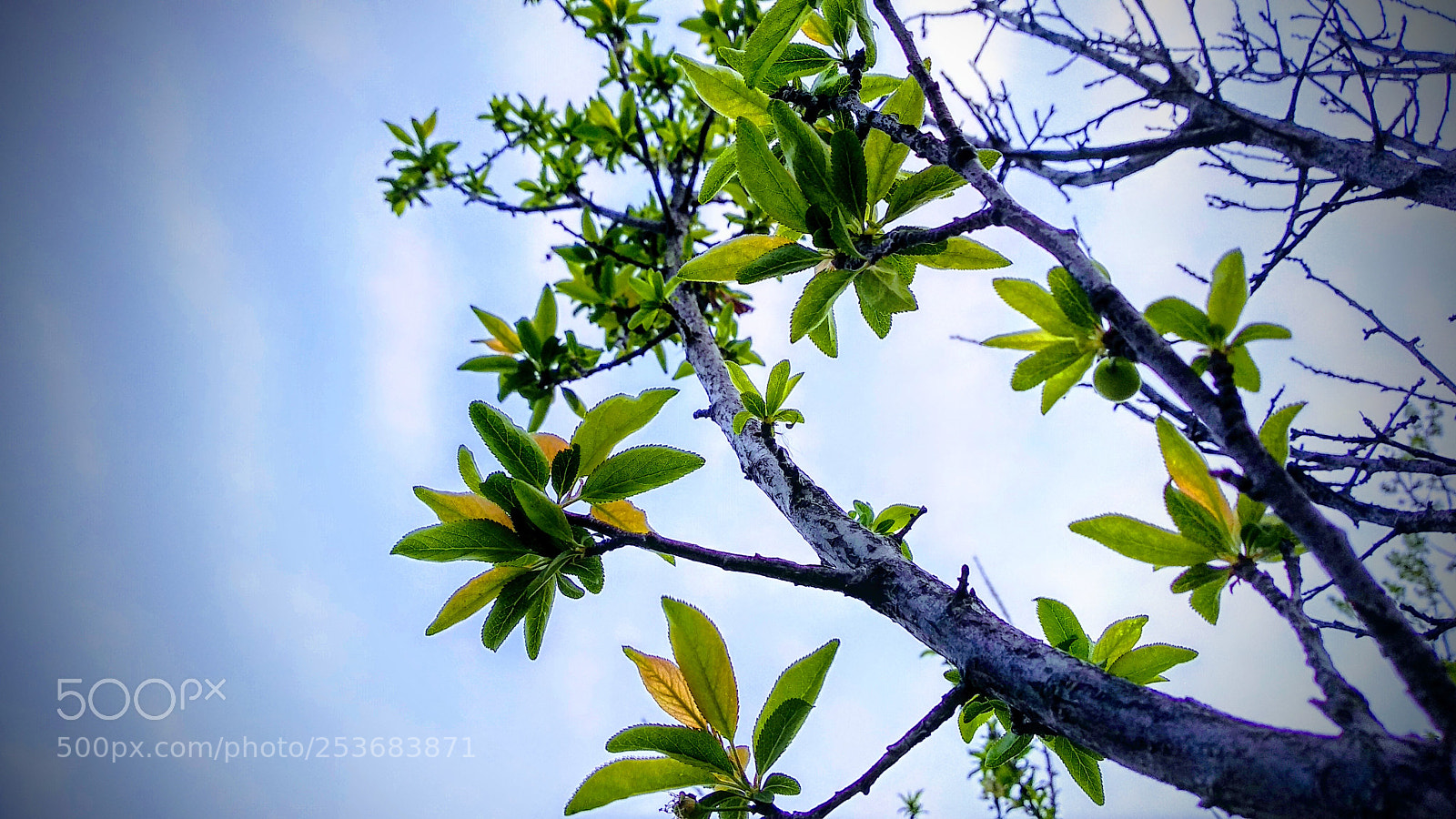 Xiaomi Mi A1 sample photo. Untitled photography