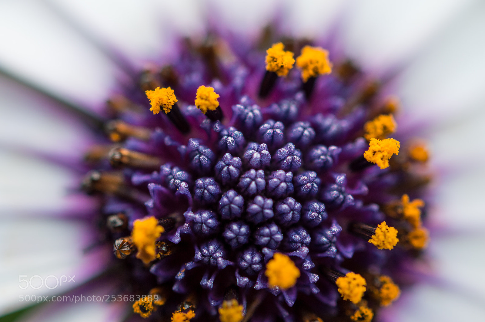 Nikon D3200 sample photo. Flower power photography