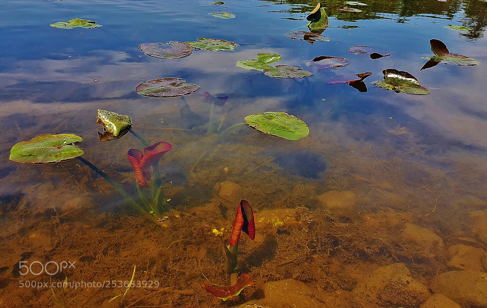Samsung Galaxy S6 sample photo. Emerging spatterdock 2018 photography