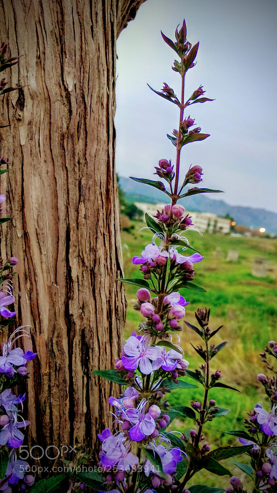 Xiaomi Mi A1 sample photo. Untitled photography