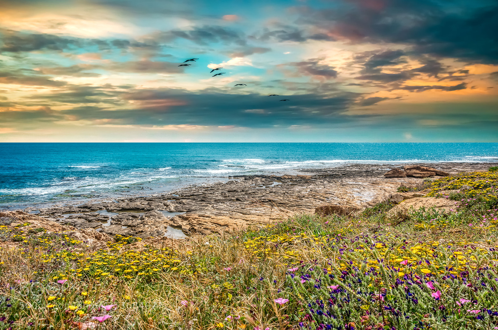 Nikon D3400 sample photo. Seaside flowers photography