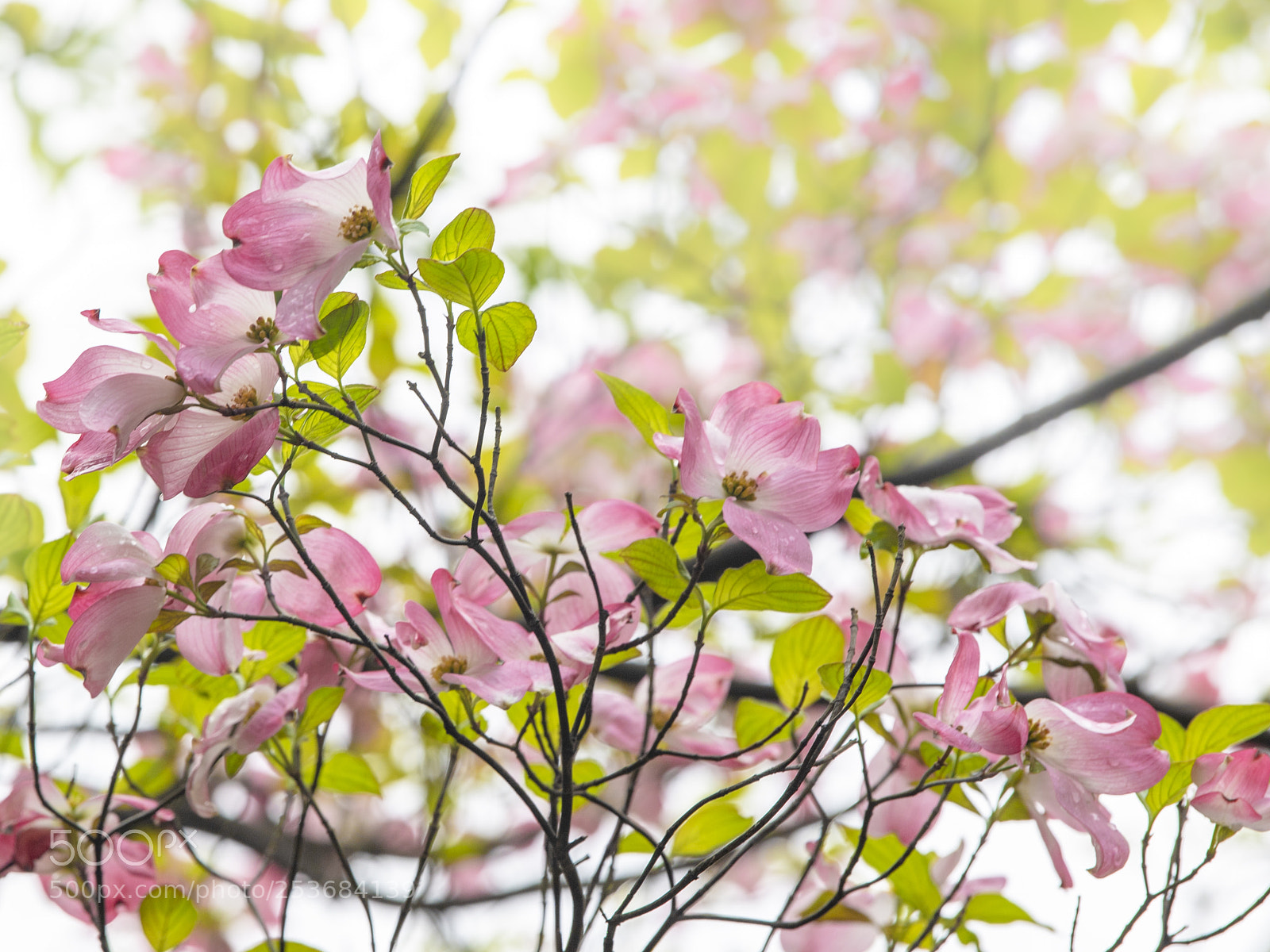 Nikon D5 sample photo. Spring flowers 1 photography