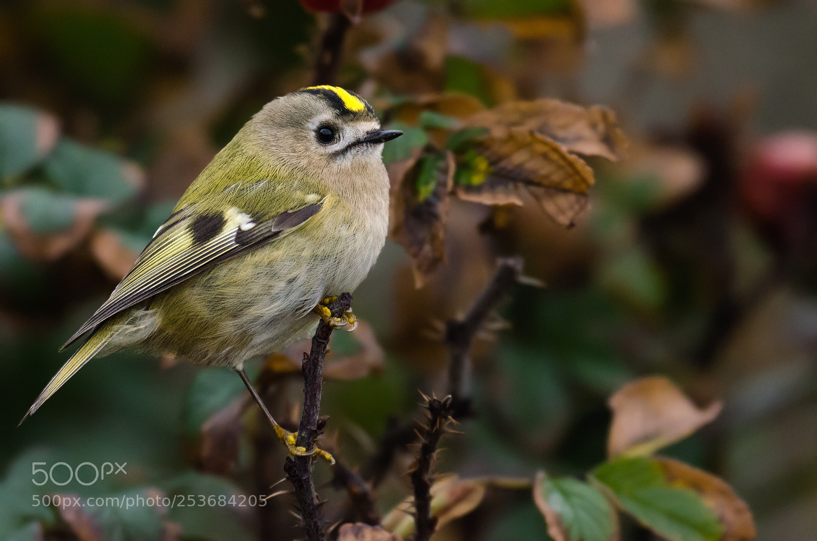 Nikon D7000 sample photo. Goldcrest in a dogrose photography