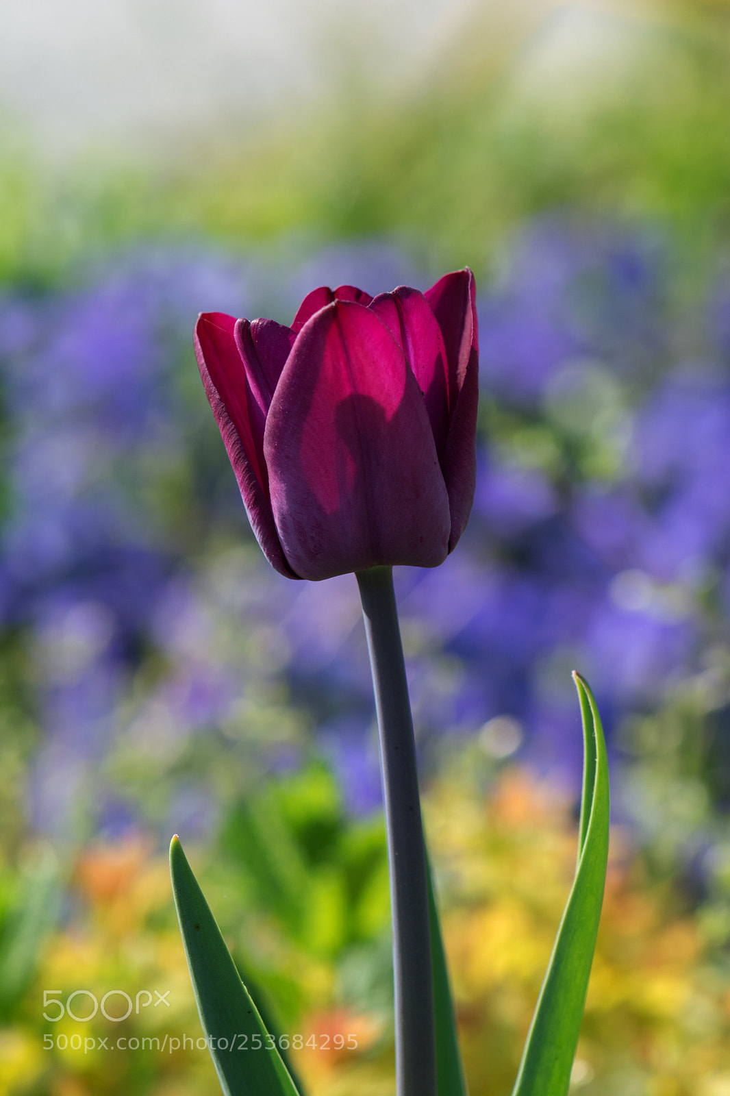 Nikon D7100 sample photo. Tulip photography