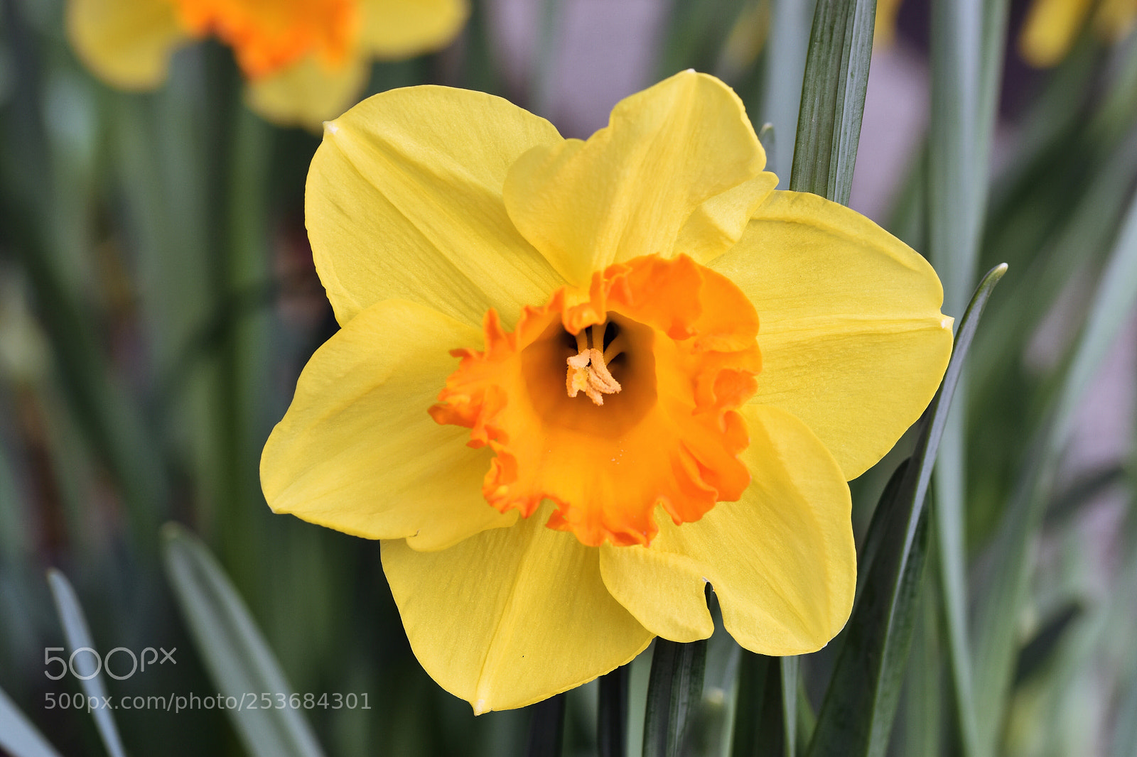 Nikon D5600 sample photo. Daffodils time photography