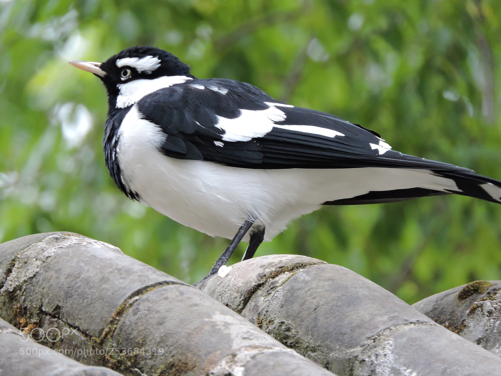 Nikon Coolpix P600 sample photo. Magpie  photography