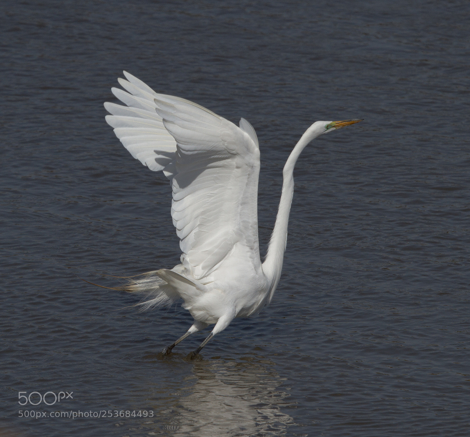 Canon EOS 7D sample photo. Great egret takeoff photography
