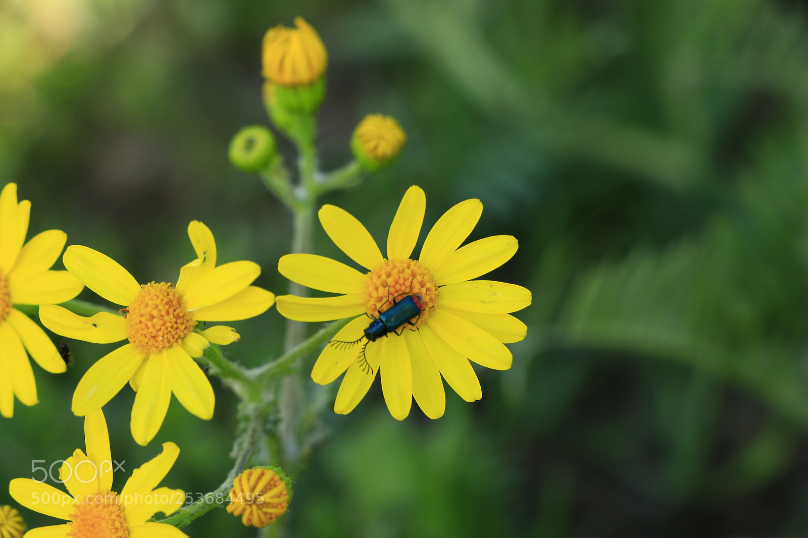 Canon EOS 70D sample photo. Untitled photography