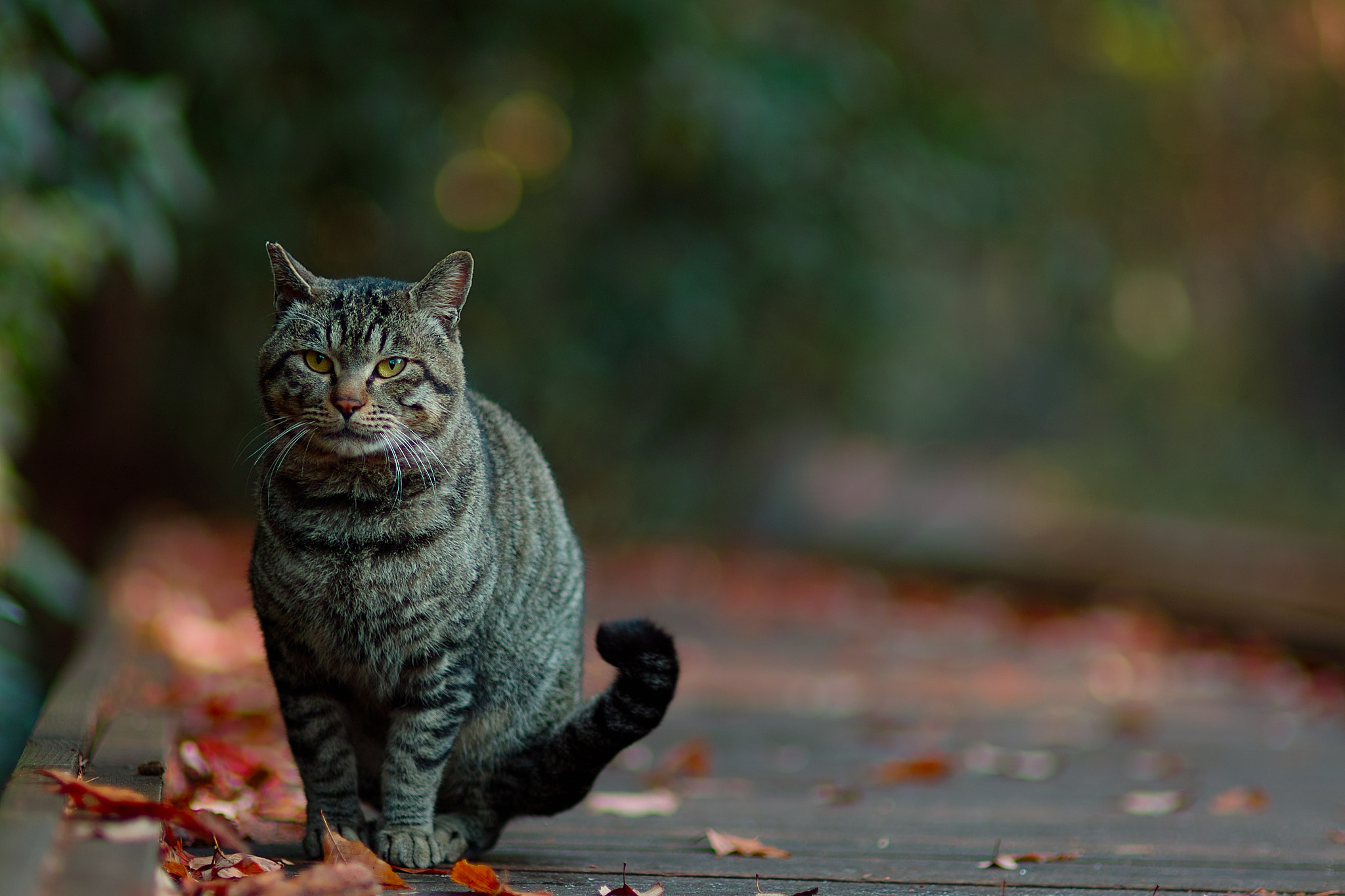 Sigma SD15 sample photo. Cat every day photography