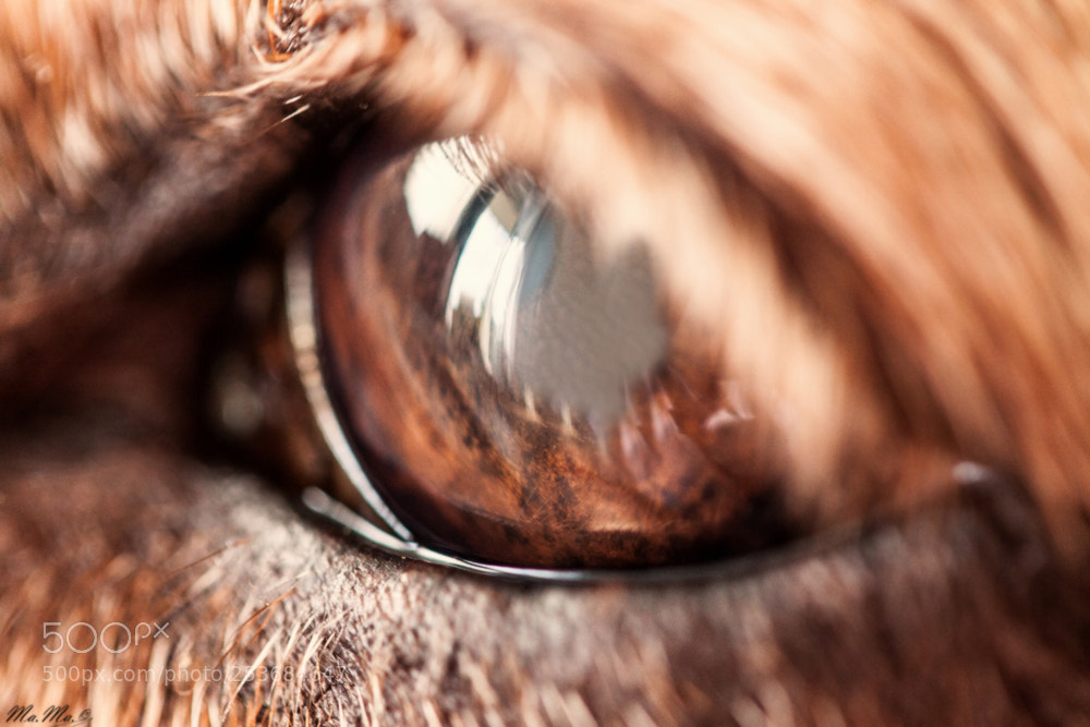 Canon EOS 50D sample photo. Fire in the eyes photography