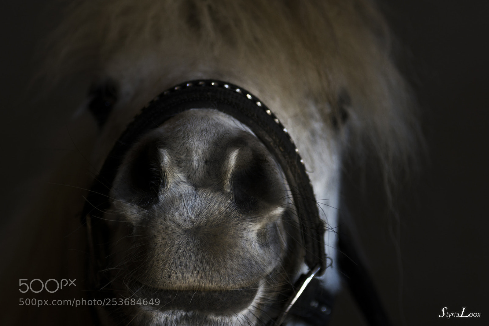Nikon D7100 sample photo. Ponyportrait photography