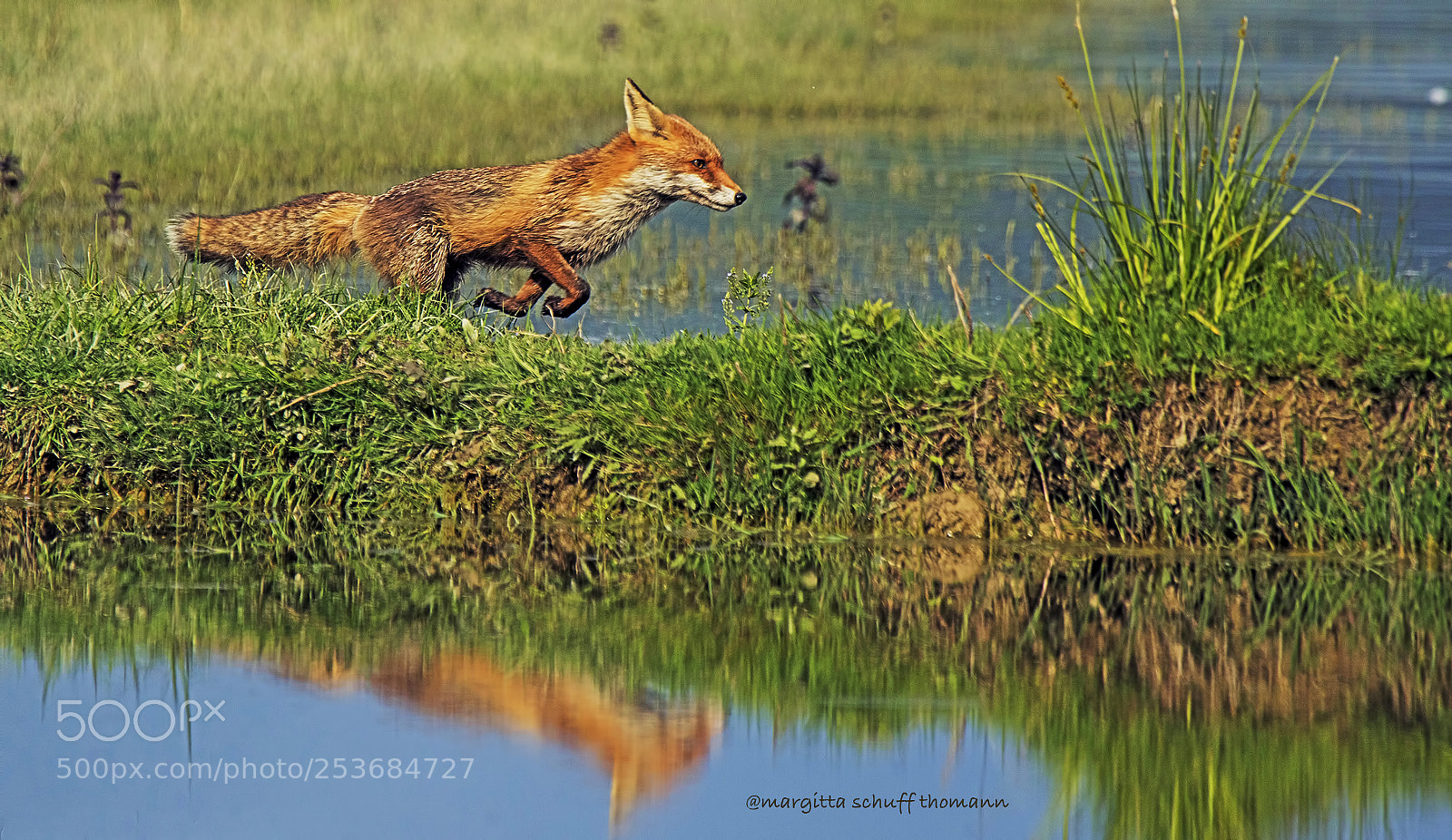 Canon EOS 7D Mark II sample photo. Hunting fox .. photography