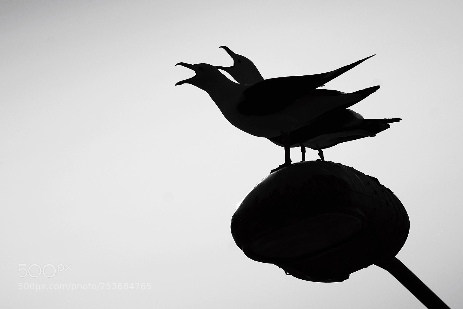 Sony a7 II sample photo. Seagull in siluette photography