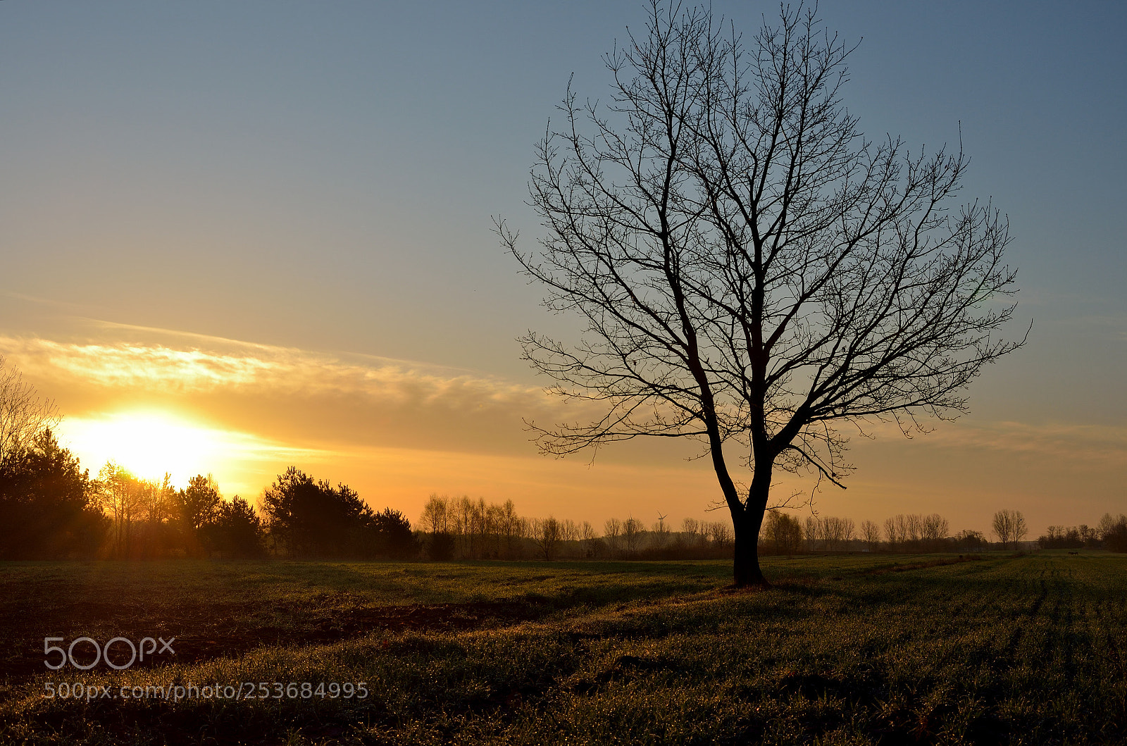 Nikon D5100 sample photo. Sunrise&tree photography