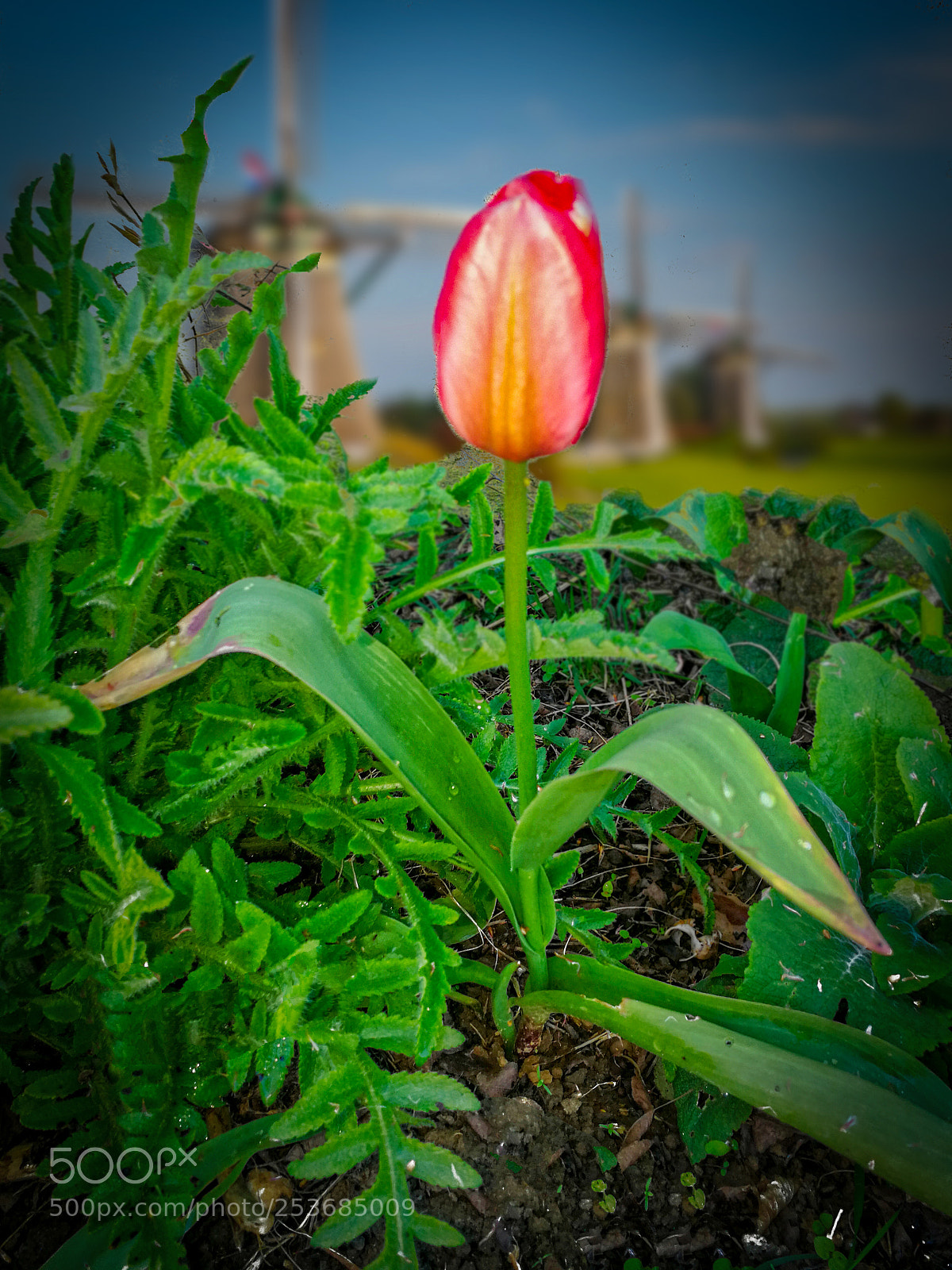 HUAWEI P10 sample photo. Tulpen uit holland photography