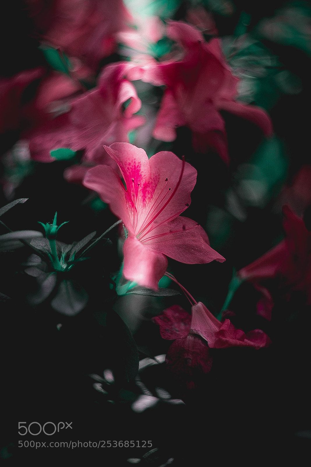 Canon EOS-1D Mark II N sample photo. Img photography