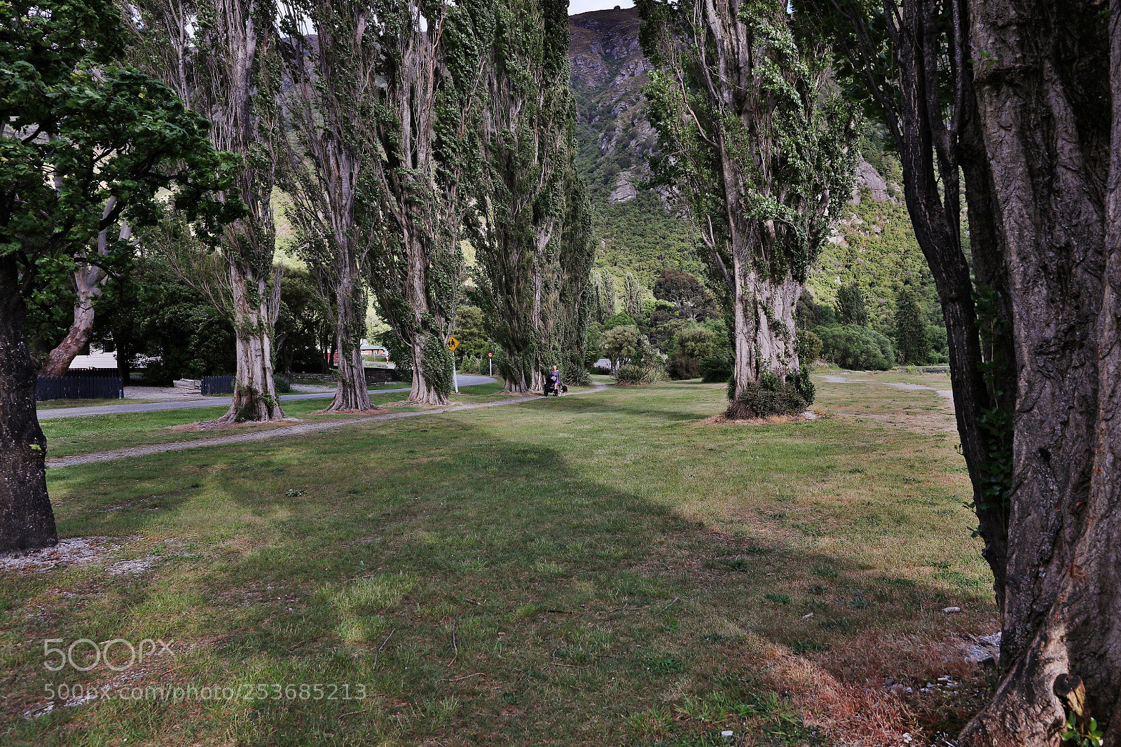 Canon EOS 5DS R sample photo. Stroll with dog♪ photography