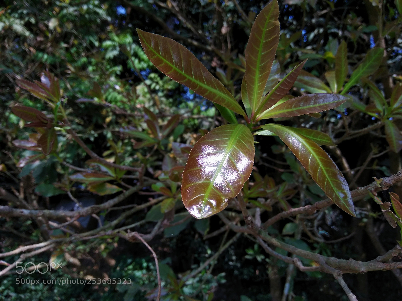 Xiaomi Redmi Note 4 sample photo. Untitled photography