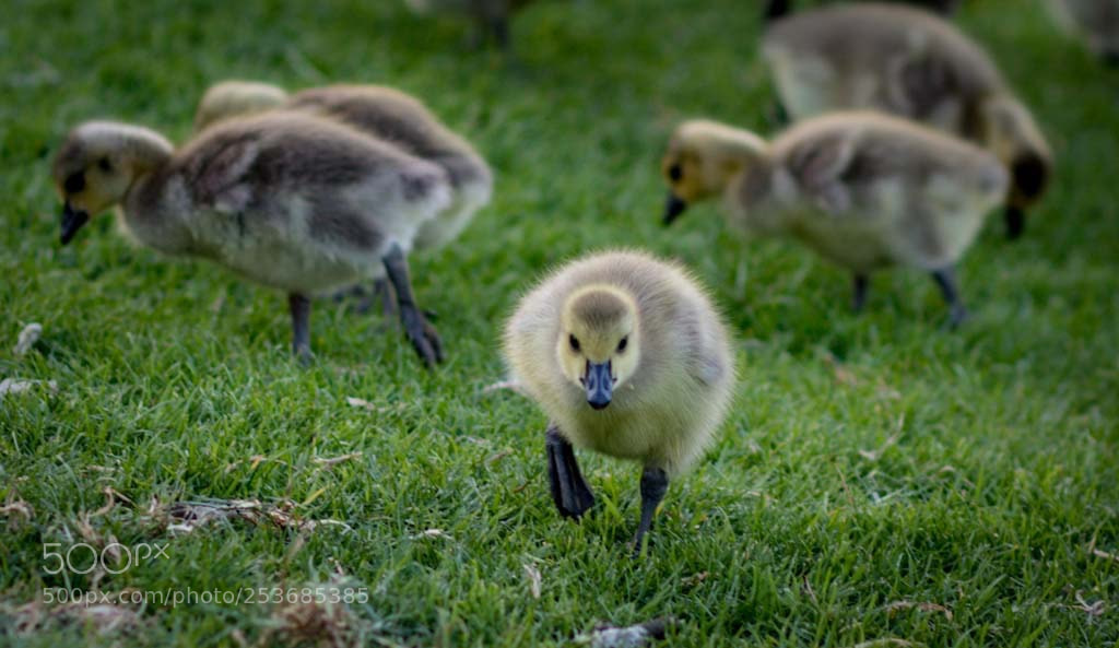 Canon EOS 750D (EOS Rebel T6i / EOS Kiss X8i) sample photo. Gosling photography