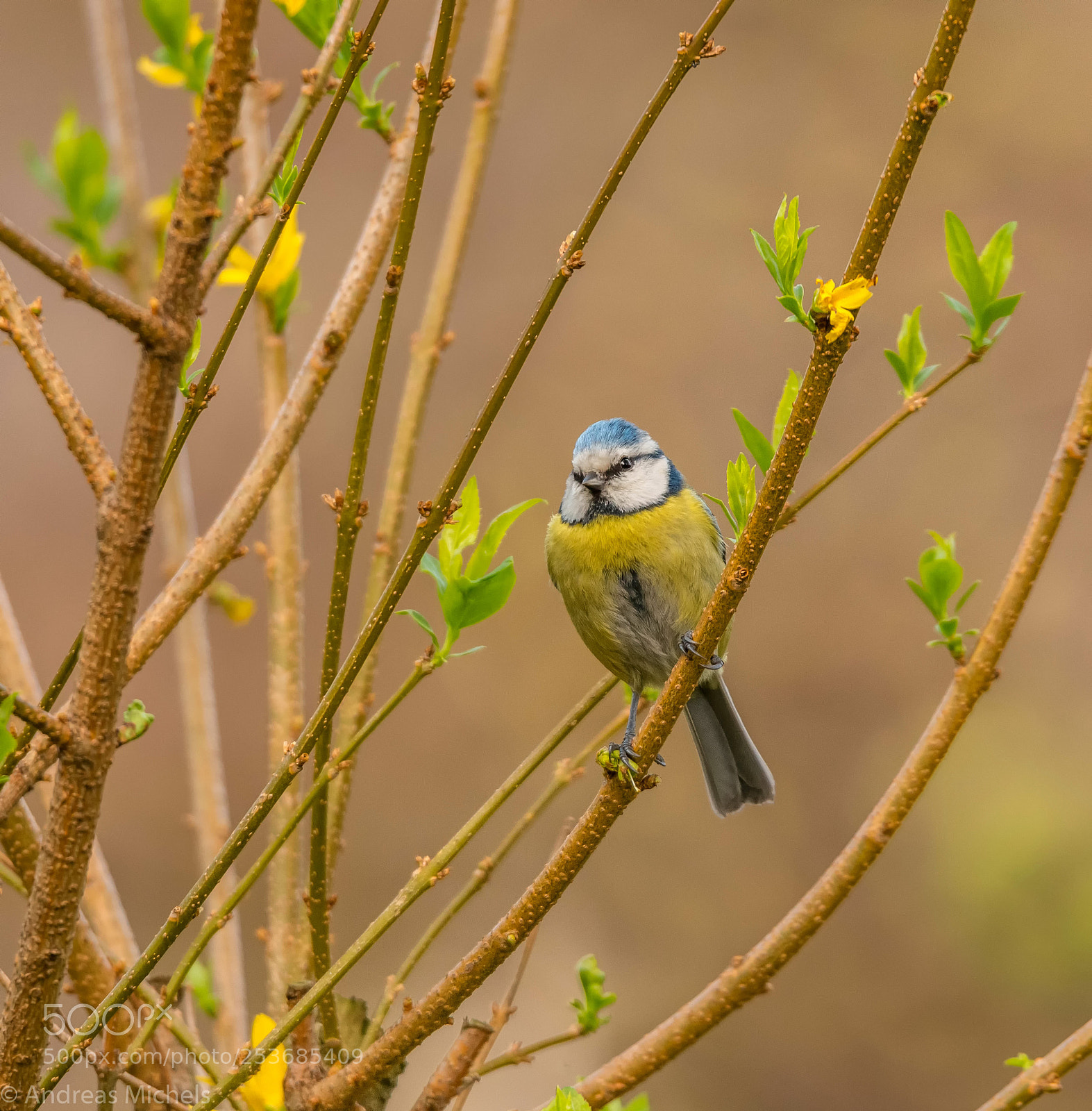 Nikon D500 sample photo. Blue tit. photography