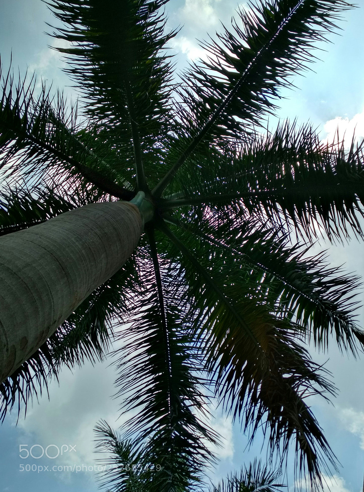 Xiaomi Redmi 4 Pro sample photo. Untitled photography