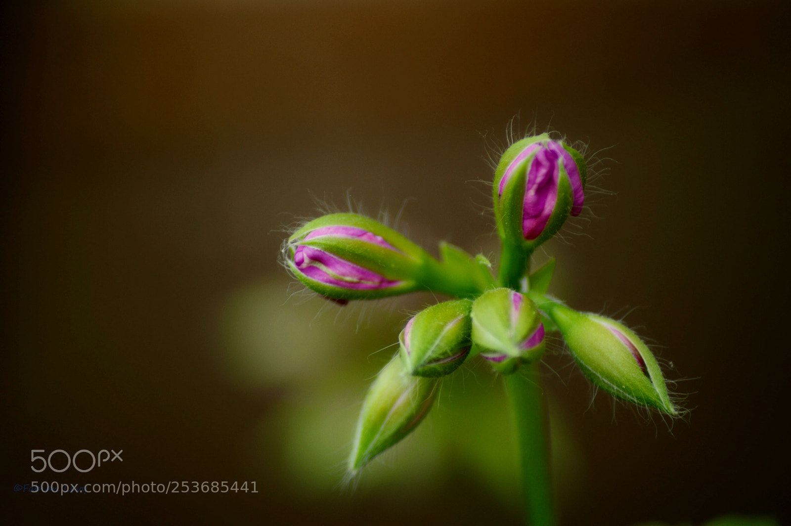 Nikon D3200 sample photo. Brot photography