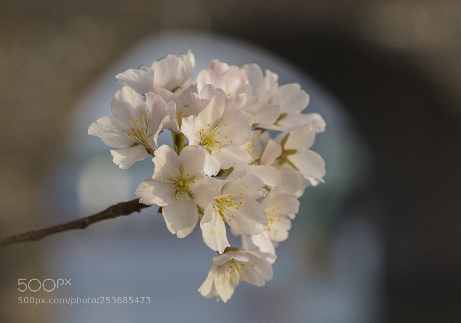 Canon EOS 5D Mark IV sample photo. Cherry blossoms photography