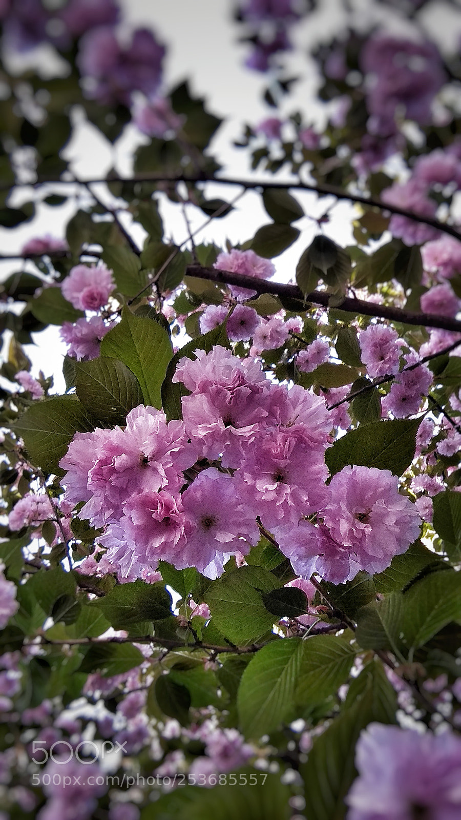Xiaomi Redmi Note 4X sample photo. 2 photography